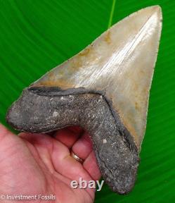 6.13 MEGALODON Shark Tooth REAL FOSSIL 100% NATURAL 15.4 ounces
