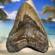 6.14 Megalodon Shark Tooth-free Shipping! No Restoration-weighs 1.2 Pounds
