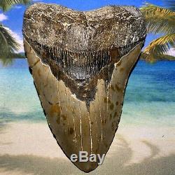 6.14 Megalodon Shark Tooth-Free Shipping! No Restoration-Weighs 1.2 Pounds