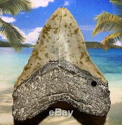 6.14 Megalodon Shark Tooth-Free Shipping! No Restoration-Weighs 1.2 Pounds