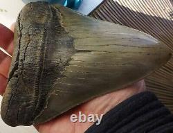 6.16 Inch Giant Megalodon Shark Tooth