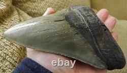 6.16 Inch Giant Megalodon Shark Tooth