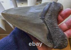 6.16 Inch Giant Megalodon Shark Tooth
