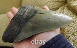 6.16 Inch Giant Megalodon Shark Tooth