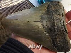 6.16 Inch Giant Megalodon Shark Tooth