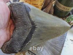 6.16 Inch Giant Megalodon Shark Tooth