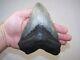6.17 Inch Megalodon Fossil Shark Tooth Teeth -1 Pound 2.2 Oz -free Tooth Stand