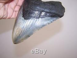 6.17 Inch Megalodon Fossil Shark Tooth Teeth -1 POUND 2.2 oz -Free Tooth Stand