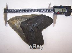 6.17 Inch Megalodon Fossil Shark Tooth Teeth -1 POUND 2.2 oz -Free Tooth Stand