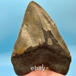 6.18 Massive Megalodon Shark Tooth All Natural No Restoration or Repair