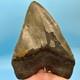 6.18 Massive Megalodon Shark Tooth All Natural No Restoration Or Repair