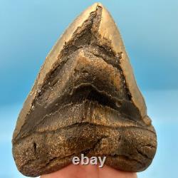 6.18 Massive Megalodon Shark Tooth All Natural No Restoration or Repair