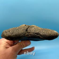 6.18 Massive Megalodon Shark Tooth All Natural No Restoration or Repair