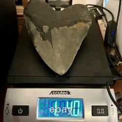 6.18 Massive Megalodon Shark Tooth All Natural No Restoration or Repair