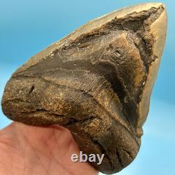 6.18 Massive Megalodon Shark Tooth All Natural No Restoration or Repair
