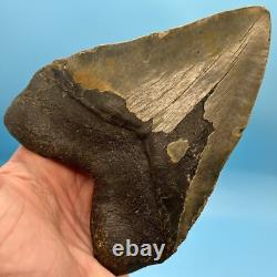 6.18 Massive Megalodon Shark Tooth All Natural No Restoration or Repair