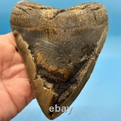 6.18 Massive Megalodon Shark Tooth All Natural No Restoration or Repair