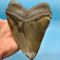 6.18 Massive Megalodon Shark Tooth All Natural No Restoration or Repair