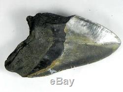 6 1/16 inch Fossil Megalodon Prehistoric Shark Tooth Teeth. Huge Tooth