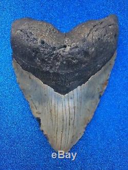 6 1/2 Inch MEGALODON One Of Biggest Shark Tooth Fossil 100% AUTHENTIC & NATURAL