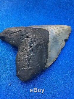 6 1/2 Inch MEGALODON One Of Biggest Shark Tooth Fossil 100% AUTHENTIC & NATURAL
