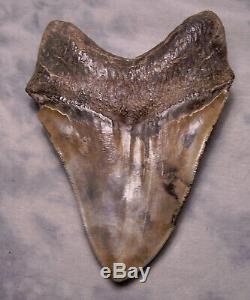 6 1/2 Megalodon Shark Tooth Real Fossil Tooth No Restoration Megladon Giant