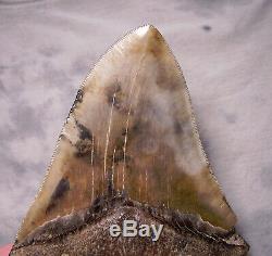 6 1/2 Megalodon Shark Tooth Real Fossil Tooth No Restoration Megladon Giant