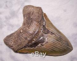 6 1/2 Megalodon Shark Tooth Real Fossil Tooth No Restoration Megladon Giant