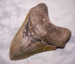 6 1/2 Megalodon Shark Tooth Real Fossil Tooth No Restoration Megladon Giant