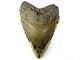 6 1/4 + Inch Fossil Megalodon Prehistoric Shark Tooth Teeth. Giant Fossil Tooth