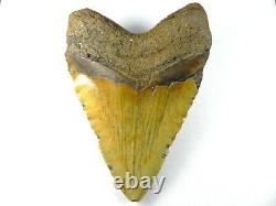 6 1/4 + inch Fossil Megalodon Prehistoric Shark Tooth Teeth. GIANT FOSSIL Tooth