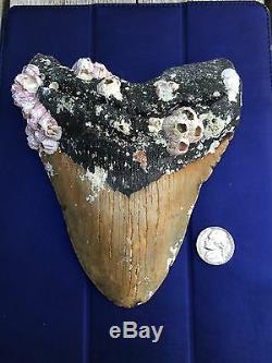6 1/8 Inch MEGALODON Giant Shark Tooth Fossil ALMOST 5 Inch WIDE