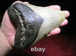 6-1/8 Inch MEGALODON SHARK Tooth Fossil Mega Teeth DEEP SEA ATLANTIC OCEAN SIX