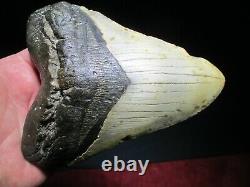 6-1/8 Inch MEGALODON SHARK Tooth Fossil Mega Teeth DEEP SEA ATLANTIC OCEAN SIX