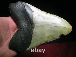 6-1/8 Inch MEGALODON SHARK Tooth Fossil Mega Teeth DEEP SEA ATLANTIC OCEAN SIX