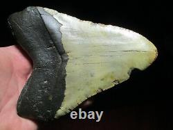 6-1/8 Inch MEGALODON SHARK Tooth Fossil Mega Teeth DEEP SEA ATLANTIC OCEAN SIX