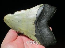 6-1/8 Inch MEGALODON SHARK Tooth Fossil Mega Teeth DEEP SEA ATLANTIC OCEAN SIX