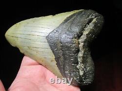 6-1/8 Inch MEGALODON SHARK Tooth Fossil Mega Teeth DEEP SEA ATLANTIC OCEAN SIX