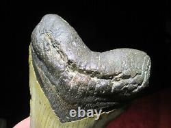 6-1/8 Inch MEGALODON SHARK Tooth Fossil Mega Teeth DEEP SEA ATLANTIC OCEAN SIX