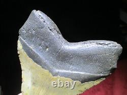 6-1/8 Inch MEGALODON SHARK Tooth Fossil Mega Teeth DEEP SEA ATLANTIC OCEAN SIX