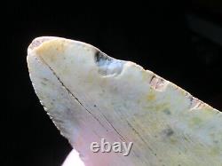 6-1/8 Inch MEGALODON SHARK Tooth Fossil Mega Teeth DEEP SEA ATLANTIC OCEAN SIX