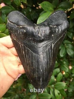 6 & 1/8 Serrated MEGALODON SHARK Tooth, Real Megalodon Tooth, River Find