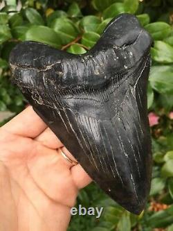 6 & 1/8 Serrated MEGALODON SHARK Tooth, Real Megalodon Tooth, River Find