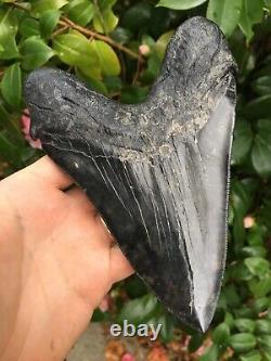 6 & 1/8 Serrated MEGALODON SHARK Tooth, Real Megalodon Tooth, River Find