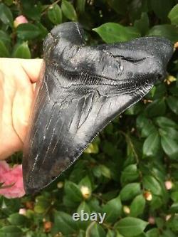 6 & 1/8 Serrated MEGALODON SHARK Tooth, Real Megalodon Tooth, River Find