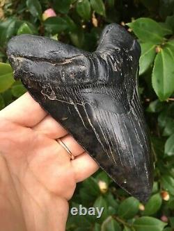 6 & 1/8 Serrated MEGALODON SHARK Tooth, Real Megalodon Tooth, River Find