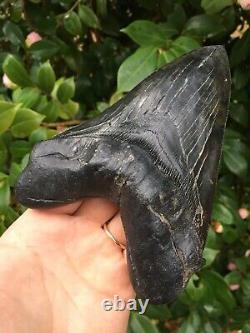 6 & 1/8 Serrated MEGALODON SHARK Tooth, Real Megalodon Tooth, River Find