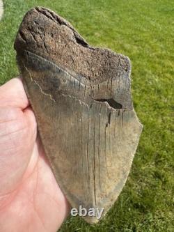 6.1 Inch Megalodon Shark Tooth Fossil
