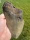 6.1 Inch Megalodon Shark Tooth Fossil