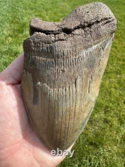 6.1 Inch Megalodon Shark Tooth Fossil